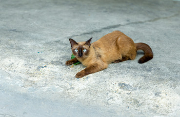A cute thai cat, call siamese cat looking at the camera make a serious face with cement floor background, selective focus.