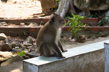 crab eating macaque monkey, con dao