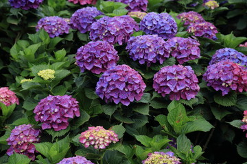 Closeup of purple hydrangea (Hydrangea macrophylla) in a garden.