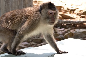 crab eating macaque monkey, con dao