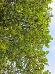 Green background - tree branches.