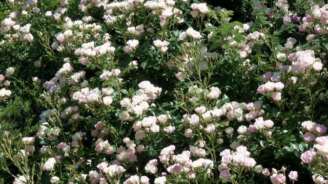 Garden roses bloom in bright sunny and windy summer day video footage floral colorful background