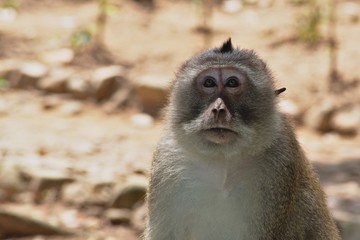 crab eating macaque monkey, con dao