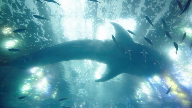 Shark Whale Swim on Top view in aquarium 
