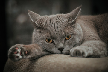 Gray British cat lies stretching his paw