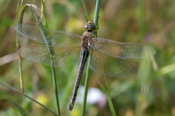 Anax ephippiger,femmina