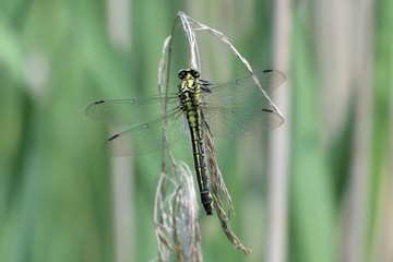 Libellula su canna palustre 
