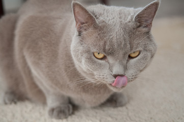 Naklejka na ściany i meble Gray British cat licking