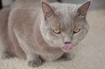  Gray British cat licking