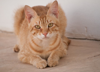 Fototapeta na wymiar Portrait of a young, red cat. May 2018, Protaras, Cyprus