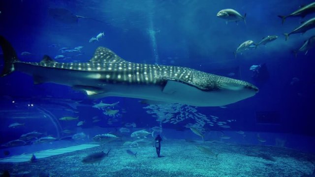 Diver Show Feeding Fish and Big Shark Whale swim around in Aquarium Okinawa