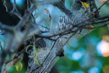 invasion of moths to tree
