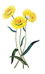 Illustration of plant
