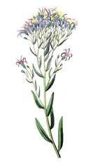 Fototapeta premium Illustration of plant