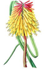 Obraz na płótnie Canvas Illustration of plant