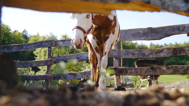 Beautiful paint horse sunbathing outside 4K. Low angle peek of a horse in focus from behind the wooden fence on a sunny day. Horse observing the camera.