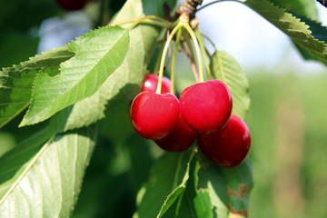 Rote Kirschen