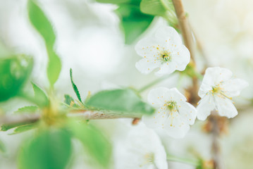 Spring branches of blossoming tree. Cherry tree in white flowers. Blurring background.