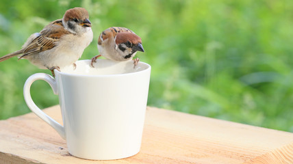 スズメの親子 © kelly marken