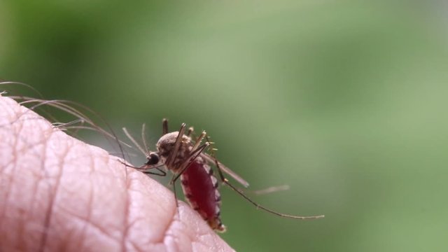 Aedes aegypti Mosquito. Close up a Mosquito sucking human blood,