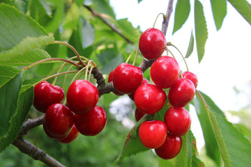 Rote Kirschen