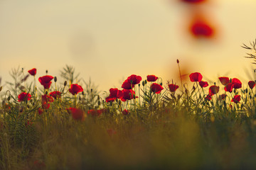 Poppies at sunset