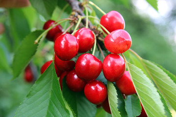 Obraz premium Rote Kirschen