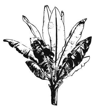 False Banana - Ensete ventricosum #vector #isolated - Zierbanane Ensete