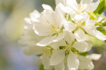 beautiful tree an Apple tree in flower on the green grass with the sun