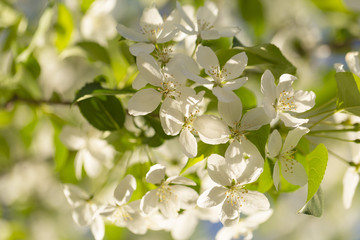 beautiful tree an Apple tree in flower on the green grass with the sun