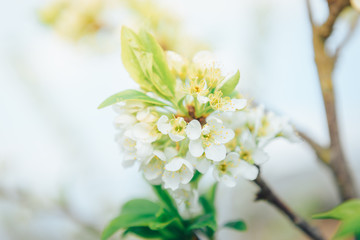 Spring branches of blossoming tree. Cherry tree in white flowers. Blurring background.