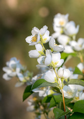 Beautiful blossoming branch of jasmine in garden