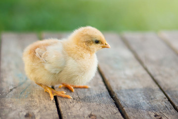 Little yellow chicken on a wooden floor. Growing and selling poultry_