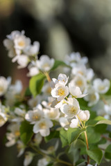 Beautiful blossoming branch of jasmine in garden