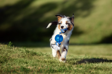 miniature american shepherd puppy running with a toy in mouth