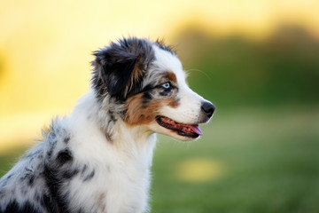 australian shepherd puppy posing outdoors