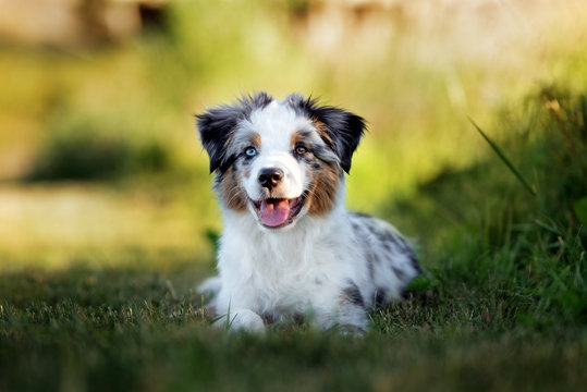 miniature australian shepherd puppy outdoors in summer