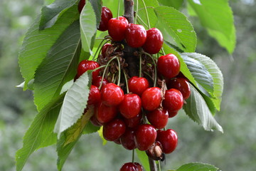 Cherries in a cherry tree in the spring in orchard. Water drops.  