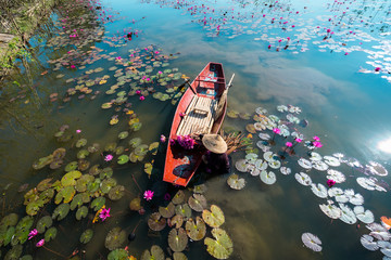 Yen river with rowing boat harvesting waterlily in Ninh Binh, Vietnam