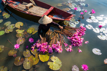 Yen river with rowing boat harvesting waterlily in Ninh Binh, Vietnam - obrazy, fototapety, plakaty