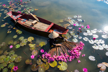 Yen river with rowing boat harvesting waterlily in Ninh Binh, Vietnam