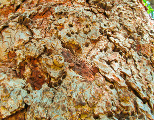 Close-up bark of old pecan tree (Hickory) background.
Beautiful pattern of rough wood trunk texture with cracks and holes of worms for use as a design element, wallpaper for a nature theme.
