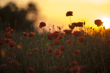 Fototapeta na wymiar Poppies at sunset