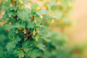 Young gooseberry bush in early spring. On the branches of many small green flowers. Flowering gooseberry.