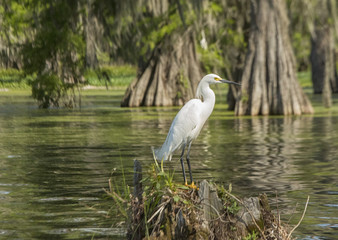 Snowy egret