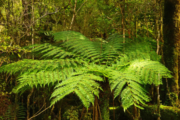 Fototapeta premium Silberfarn in Neuseeland