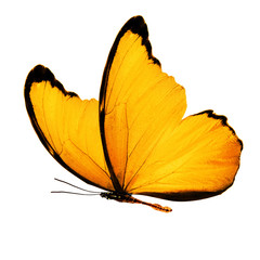 Fototapeta premium Kruchy motyl z delikatnymi żółtymi skrzydłami, na białym tle