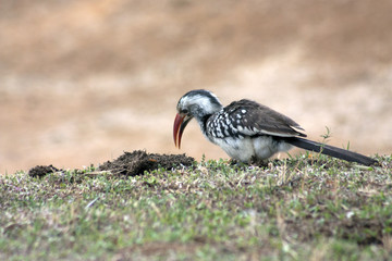 Feeding Rhino-bird