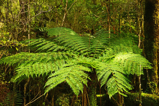 Silberfarn in Neuseeland