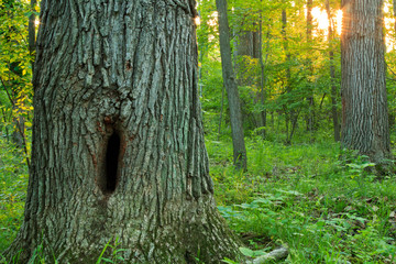 Forest trees at sunset